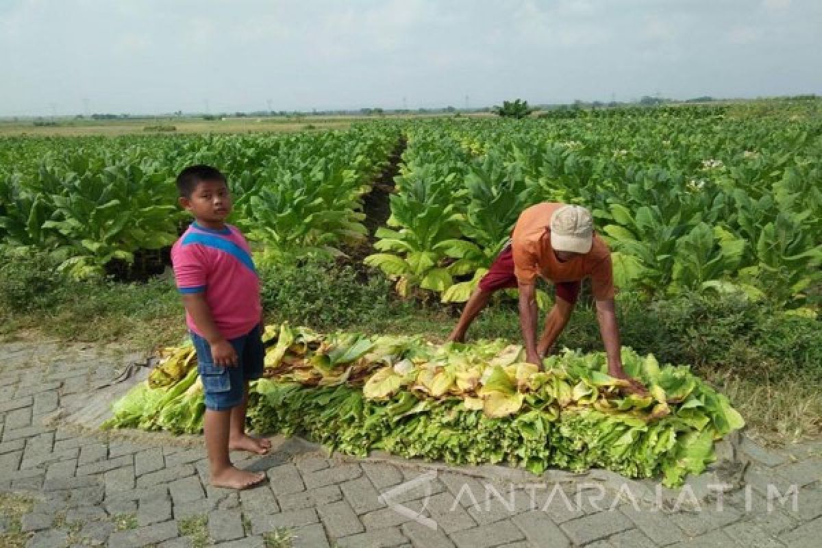 Dishutbun: Pabrikan Mulai Lakukan Pembelian Tembakau Bojonegoro