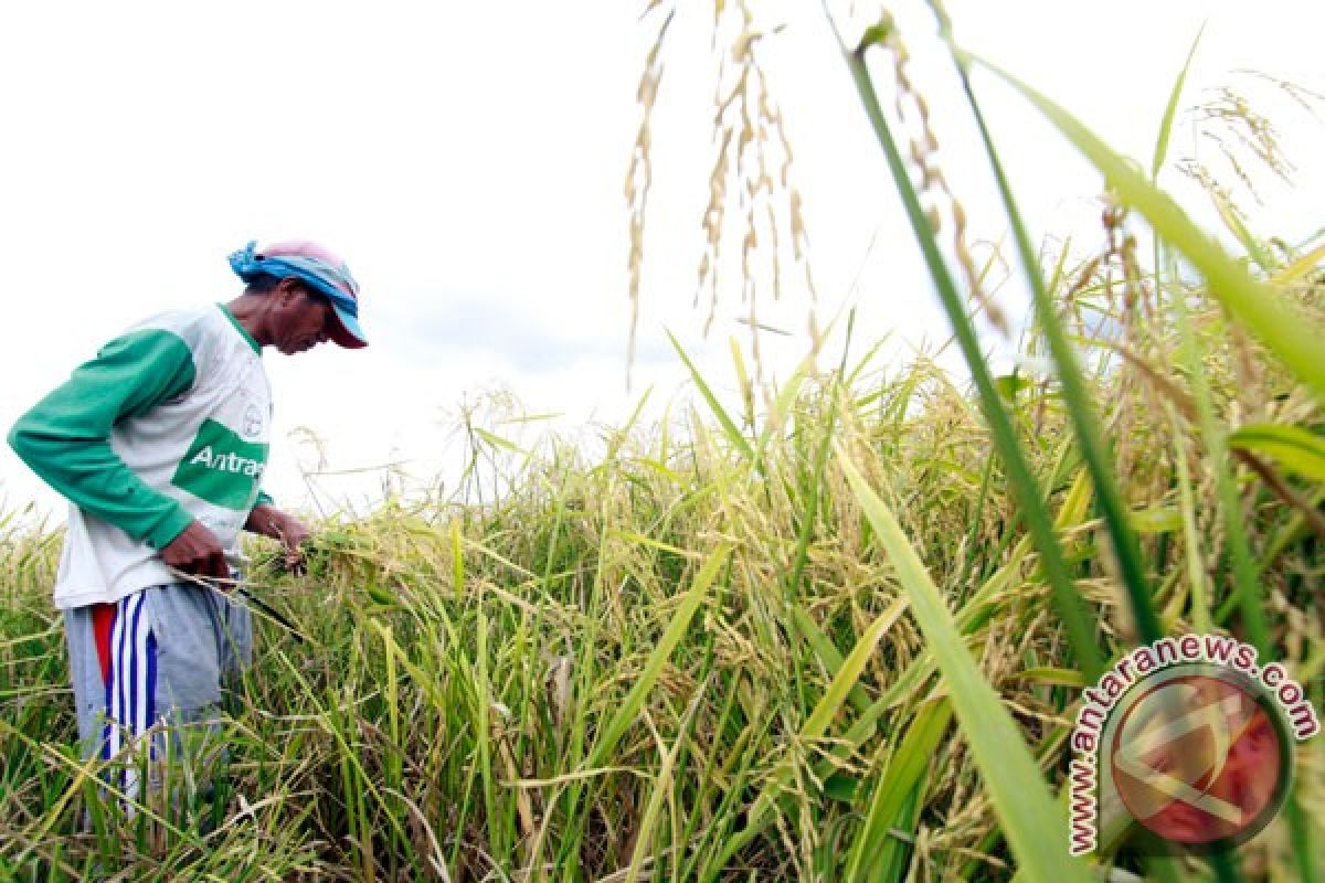 Gorontalo akan jadi sentra produksi pangan di Sulawesi