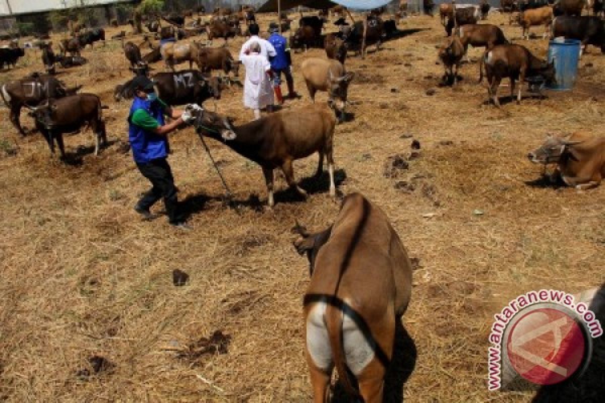 Maxone Hotel sumbangkan hewan kurban 