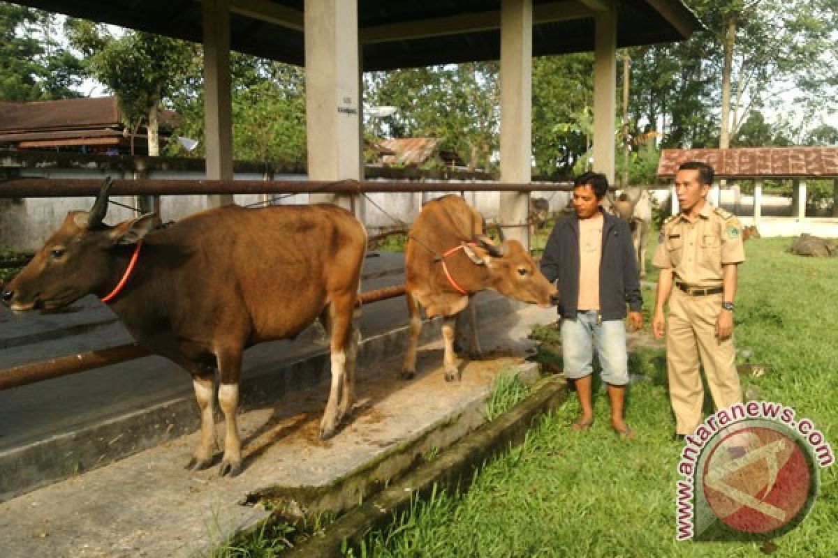 Dinas Peternakan Bengkulu periksa kesehatan hewan kurban