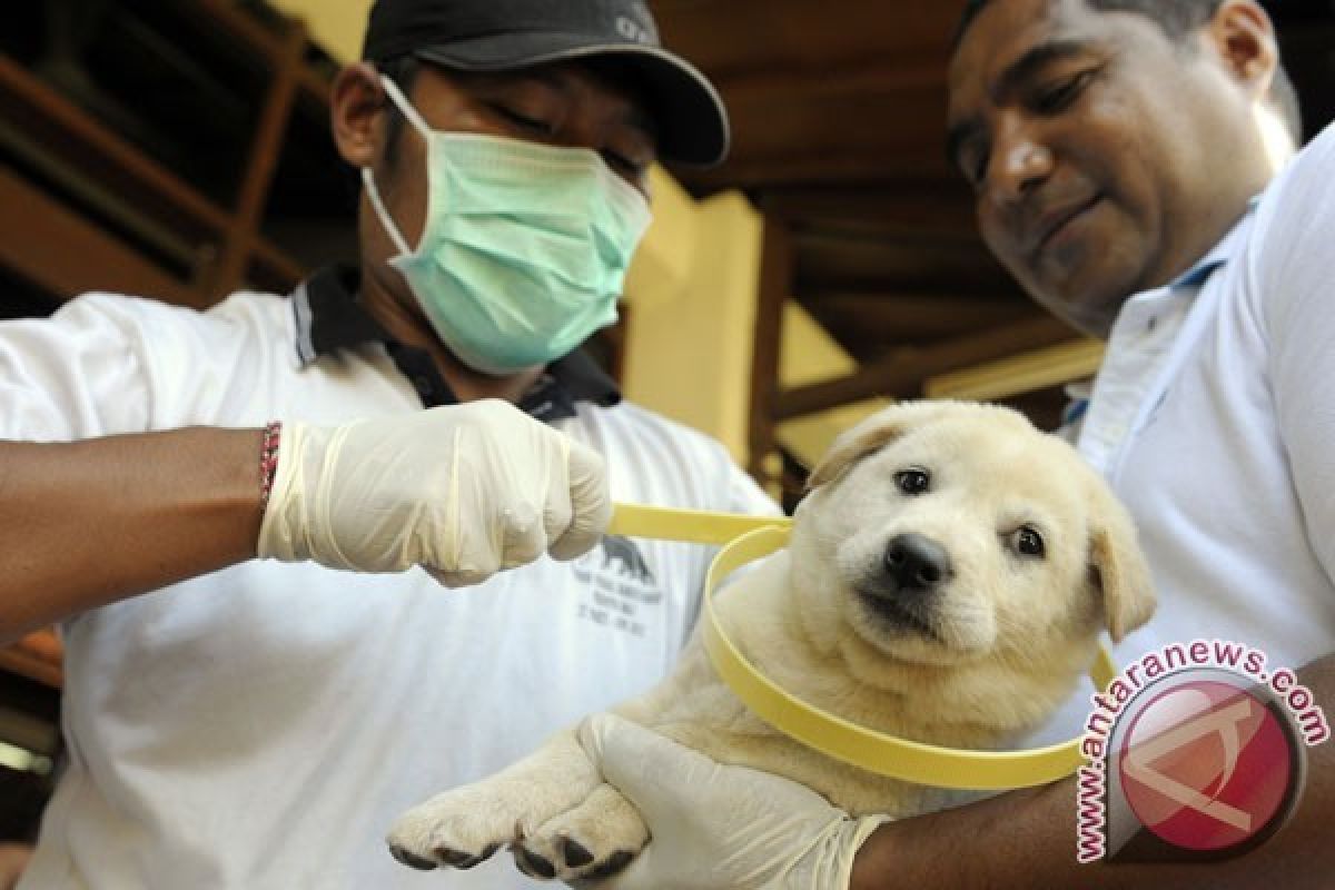 Kalbar Siapkan 58.000 Vaksin Anti Rabies