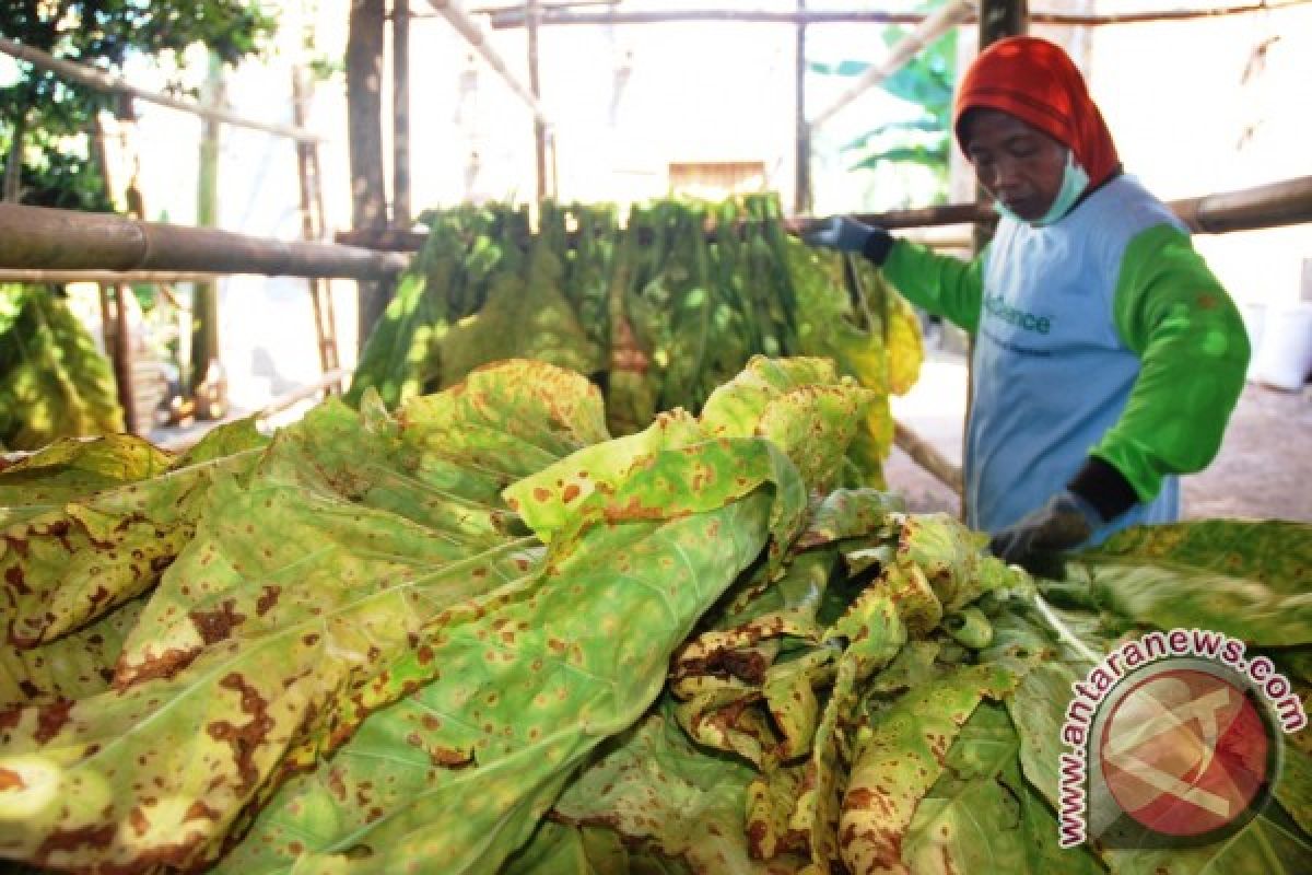 Kementan Dorong Pengembangan Tembakau ke Produk Nonrokok 