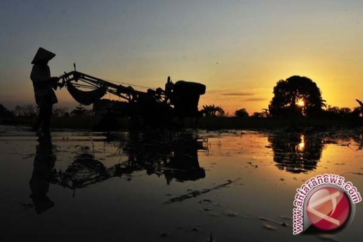 Nilai Tukar Petani Kaltim Menurun