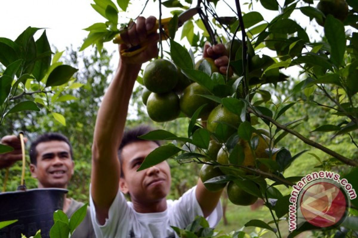 Memetik Jeruk Siam di Kaki Kerinci