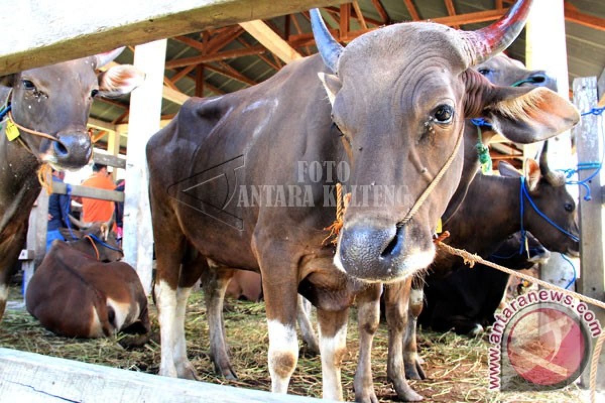 Pemkab Seruyan Berikan Bantuan Induk Sapi ke Kelompok Tani