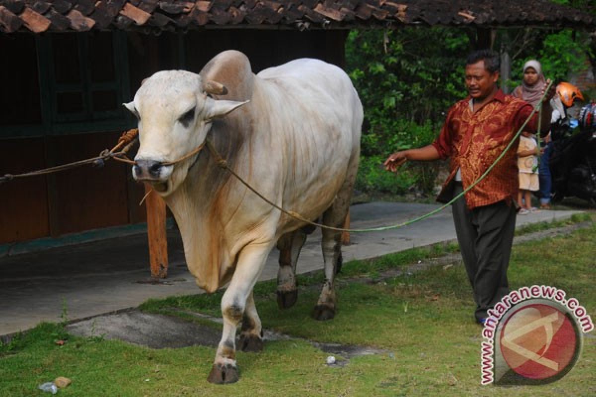 Sapi kurban ngamuk di Kantor Polresta Banjarmasin