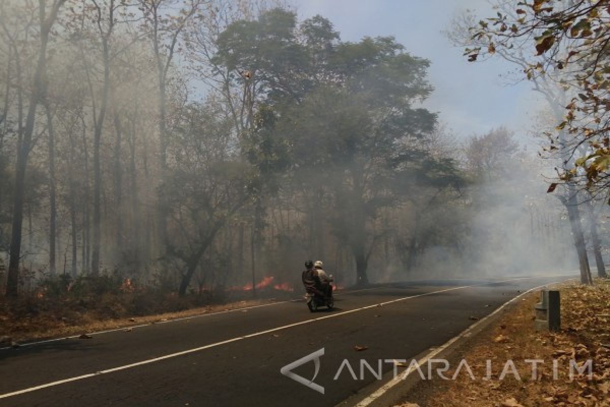 Kebakaran Hutan Baluran Situbondo Menggangu Arus Lalin Pantura