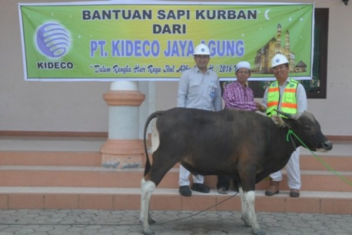 Kideco Bagikan 121 Ekor Sapi Kurban