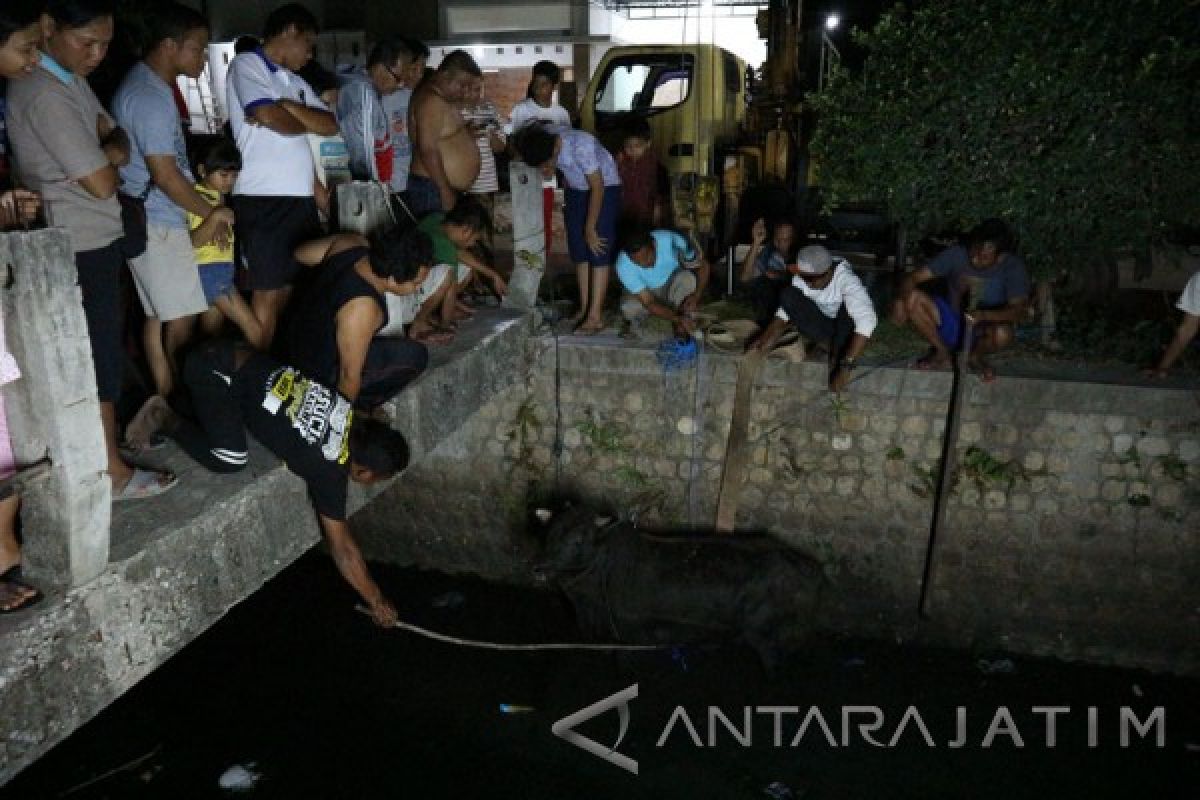 Seekor Sapi Kurban di Bojonegoro Masuk Sungai