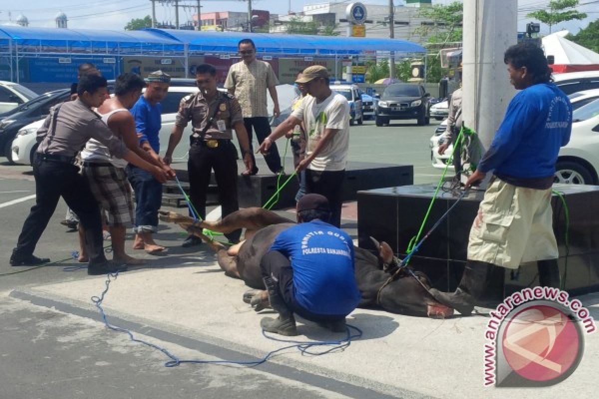 A Bull to Sacrifice Went Rampage in Banjarmasin Police Headquarters