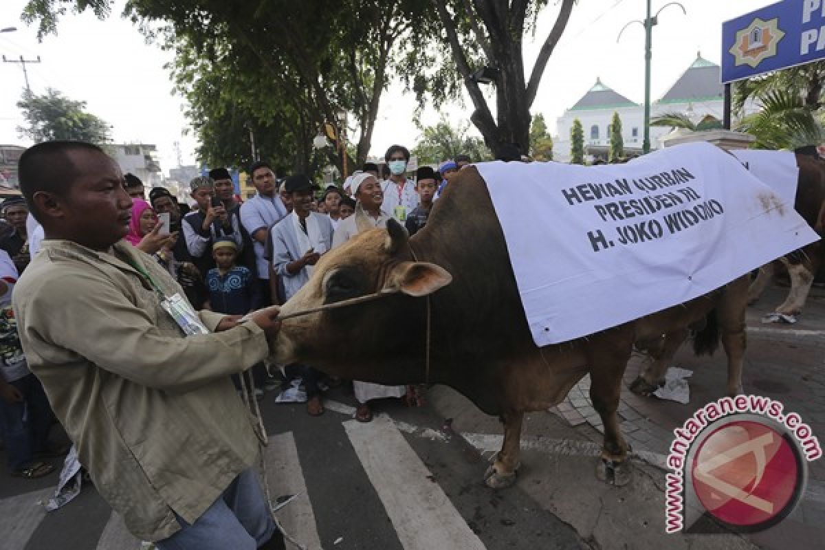 Sapi Kurban Sumbangan Presiden