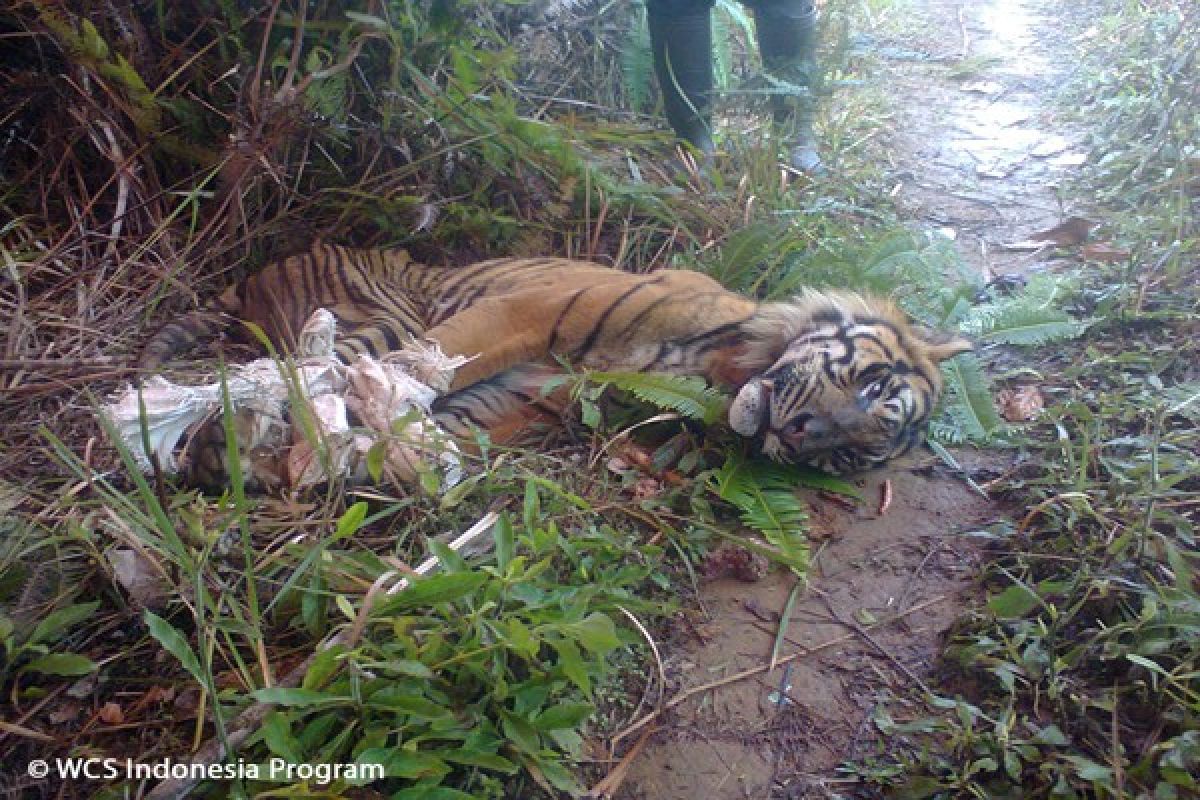 Harimau Sumatera tersisa 400 ekor