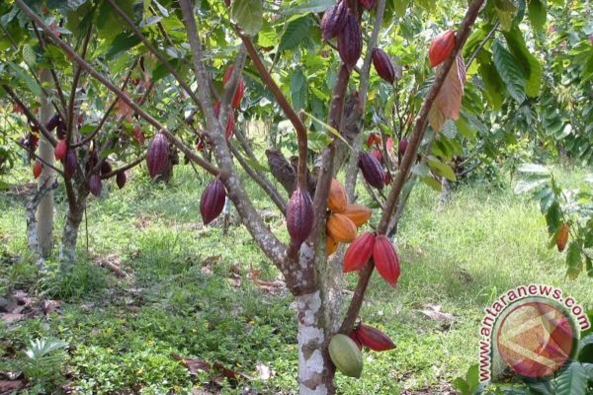 Petani Barito Utara Terima Bantuan Bibit Kakao dari Pemprov