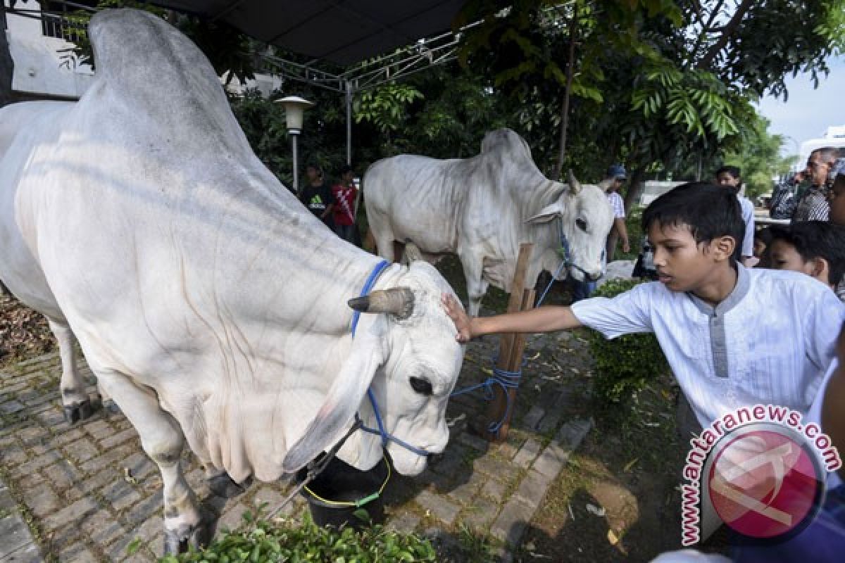 Presiden Jokowi sumbang seekor sapi kurban di Tarakan