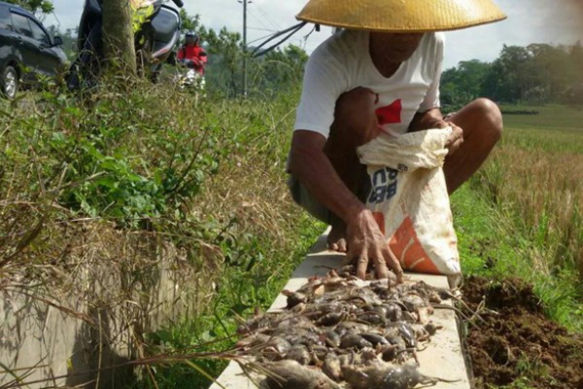 Petani, Mahasiswa, dan Tentara Berburu Tikus di Sawah