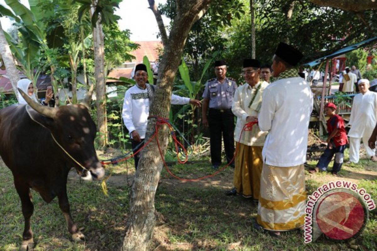 Kalsel Andalkan Sapi Luar Pulau Penuhi Kebutuhan 