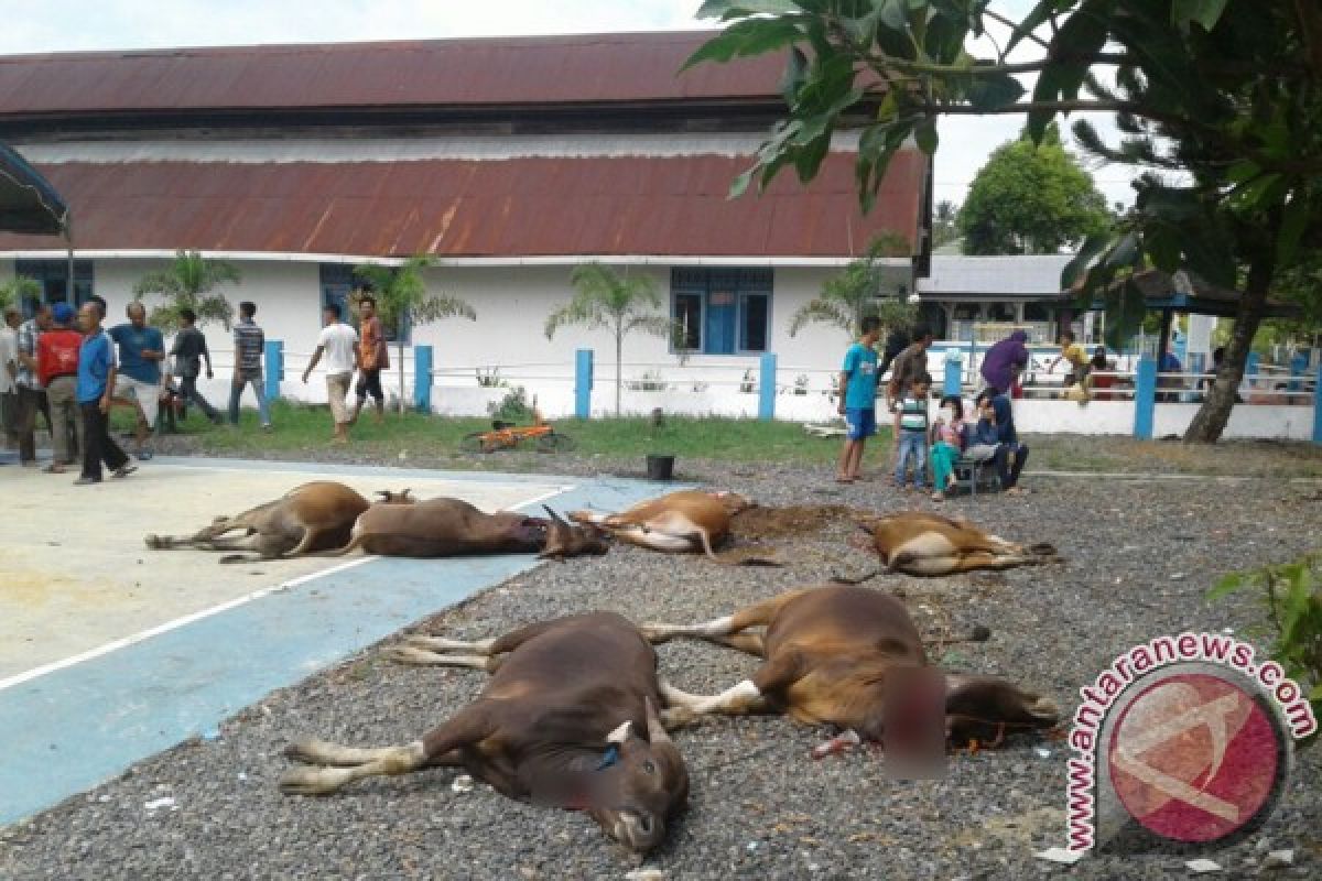 Polres HSS Potong Enam Sapi Kurban