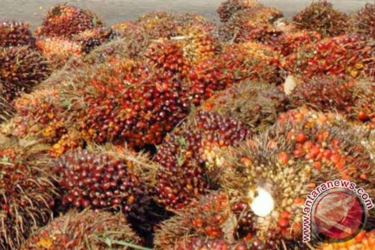 Government Warned Against EU's Palm Oil Discriminating Policy