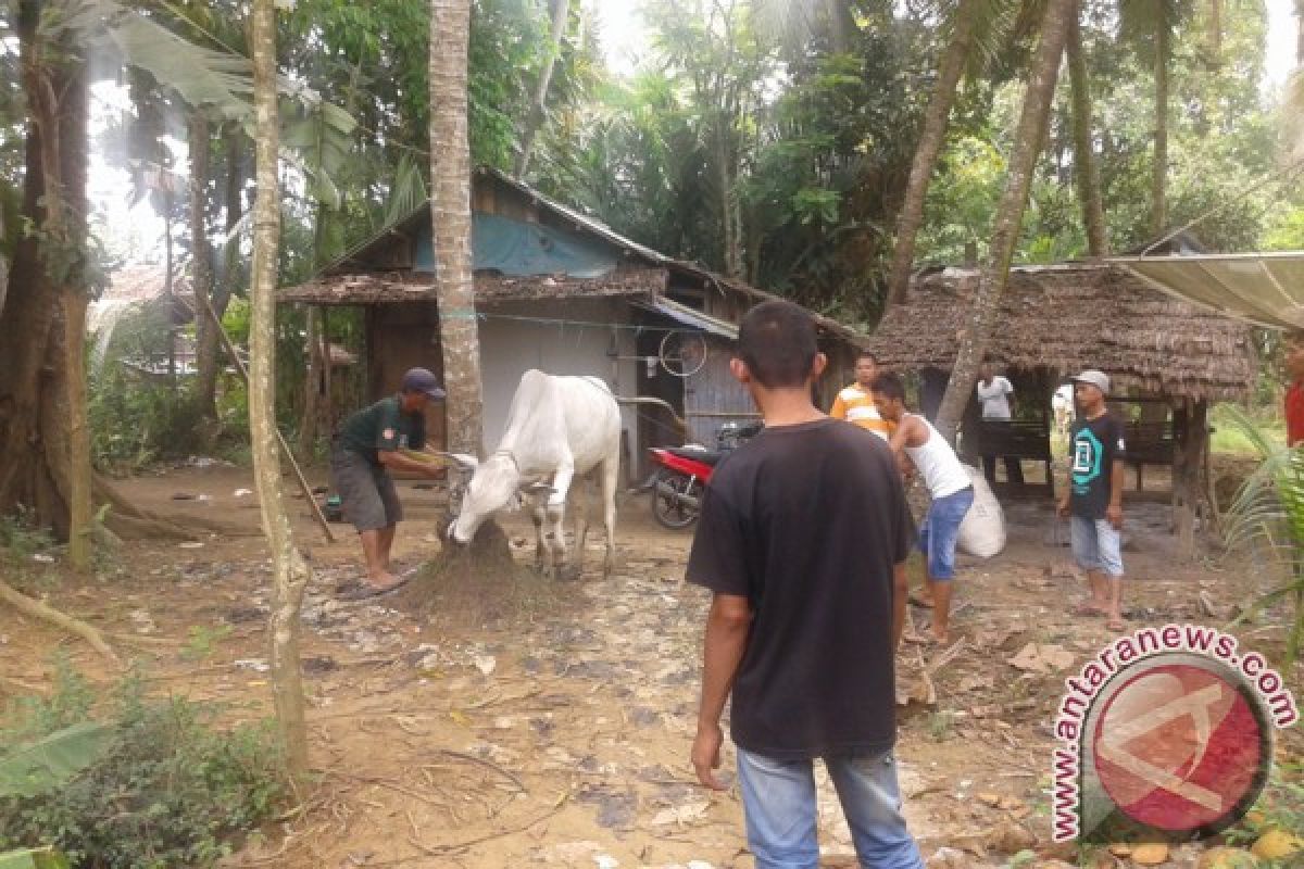 Sapi Kurban Lepas Dua Orang Terluka