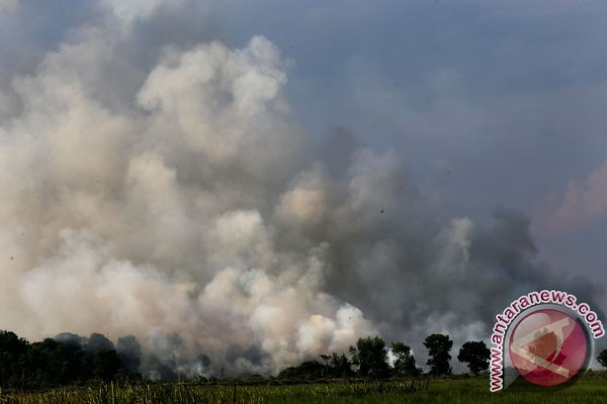 MUI : pembakaran lahan-hutan cerminkan krisis moral