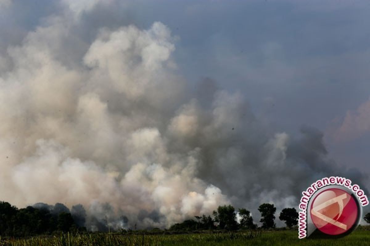 MUI : pembakaran lahan-hutan cerminkan krisis moral