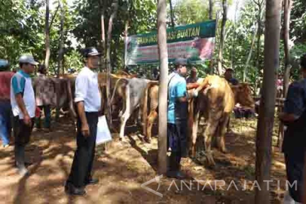  Banyuwangi Programkan Ribuan Sapi Unggulan Lewat Inseminasi