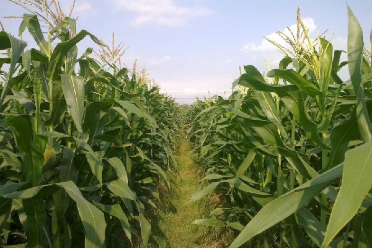 Petani Mitra Indocement Akan Tanam Jagung Manis