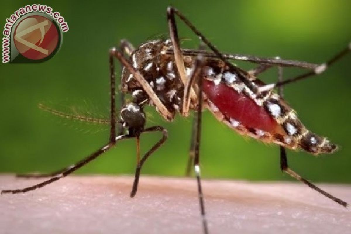 Turis Vietnam Terinfeksi Zika Saat Plesir ke Jepang