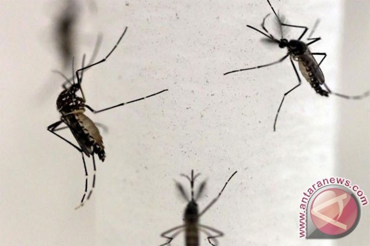 Zika di Malaysia Sudah Jangkiti Enam Orang