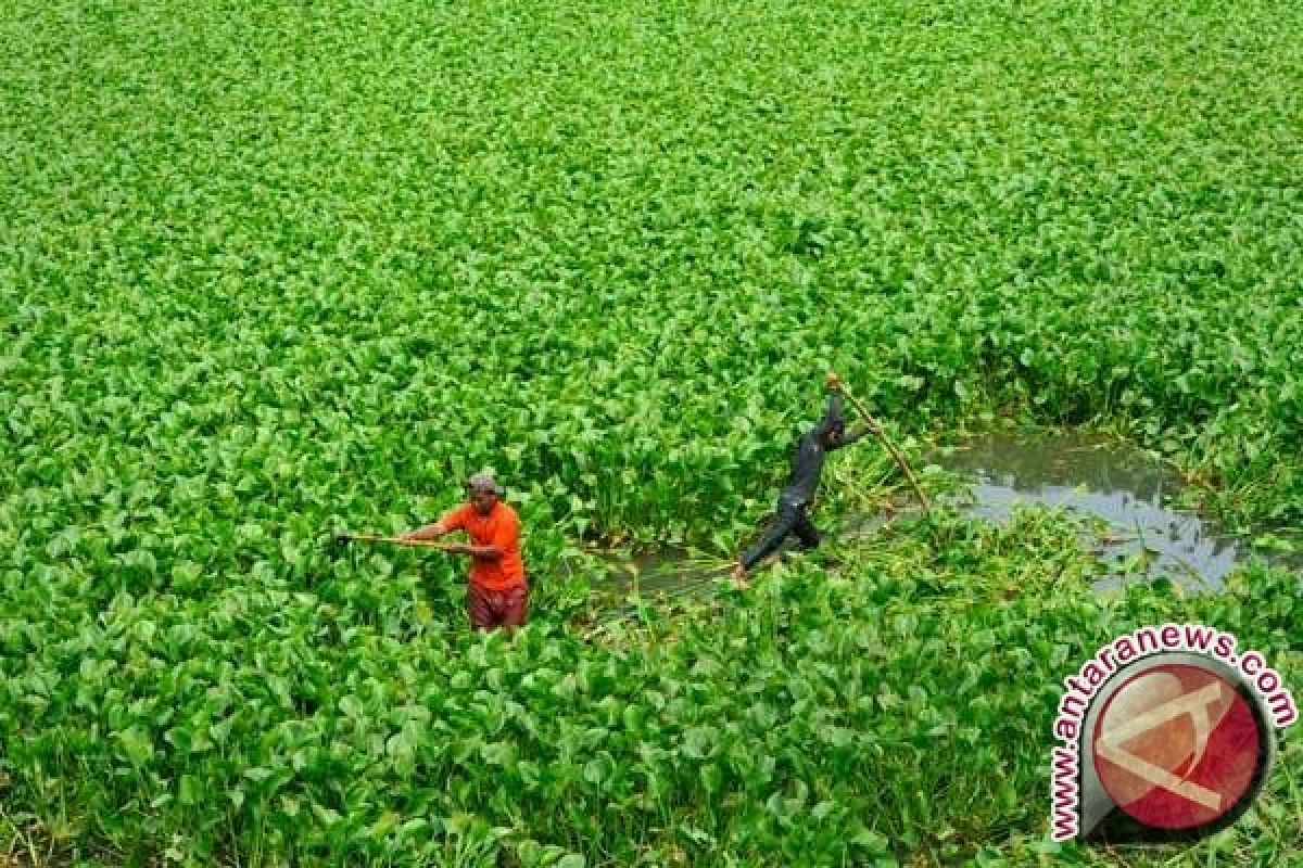 Wah! Eceng Gondok Ancam Populasi Ikan Sungai Di Seruyan 