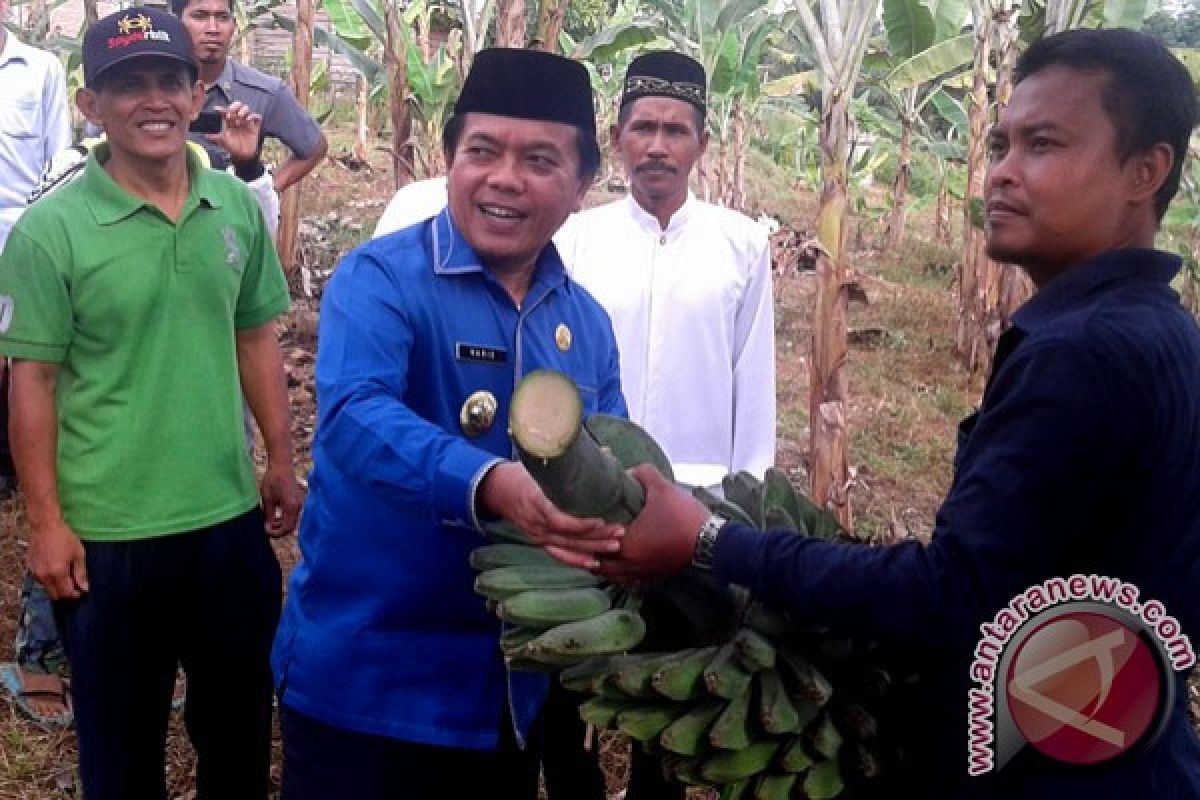 Bupati Merangin panen pisang di kebun Karang Taruna 