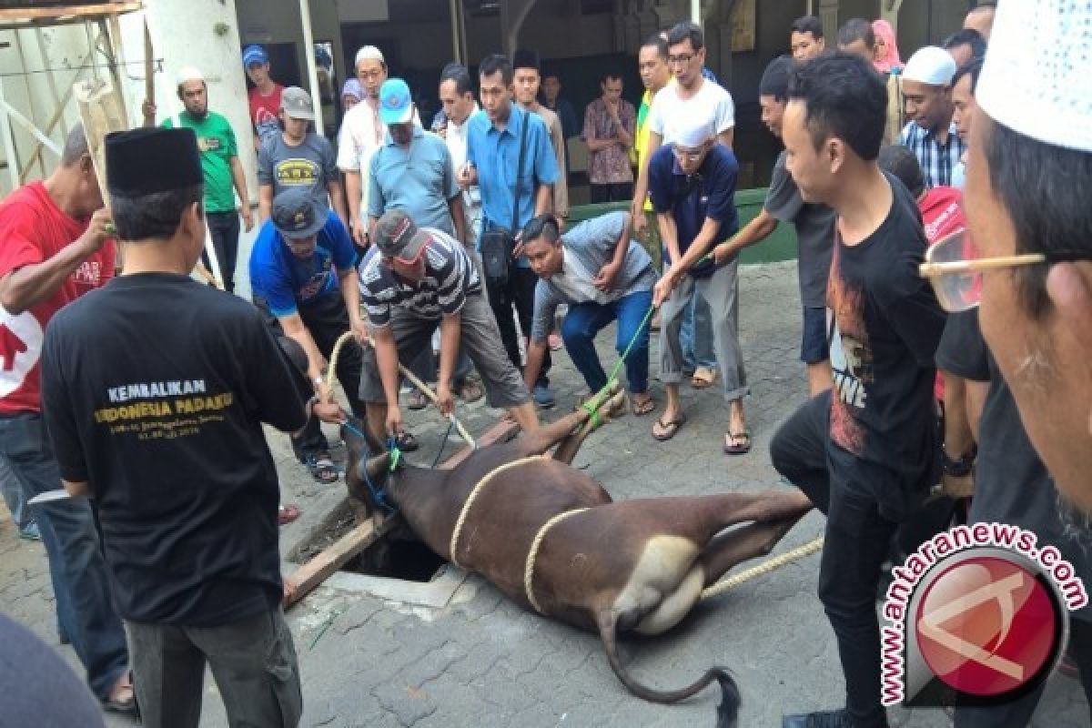 Dispernak: Pemotong Hewan Kurban Harus Dilatih