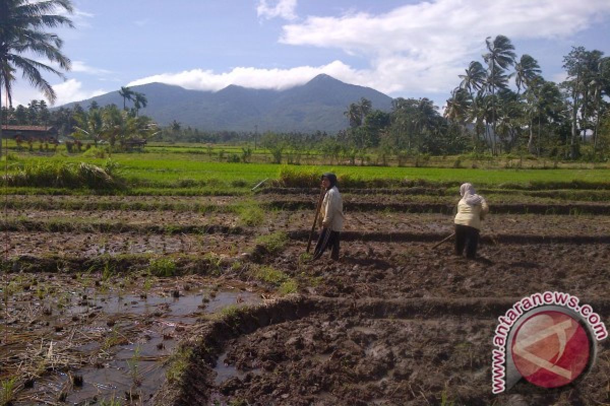 Padangsidimpuan Siap Sukseskan Swasembada Pangan