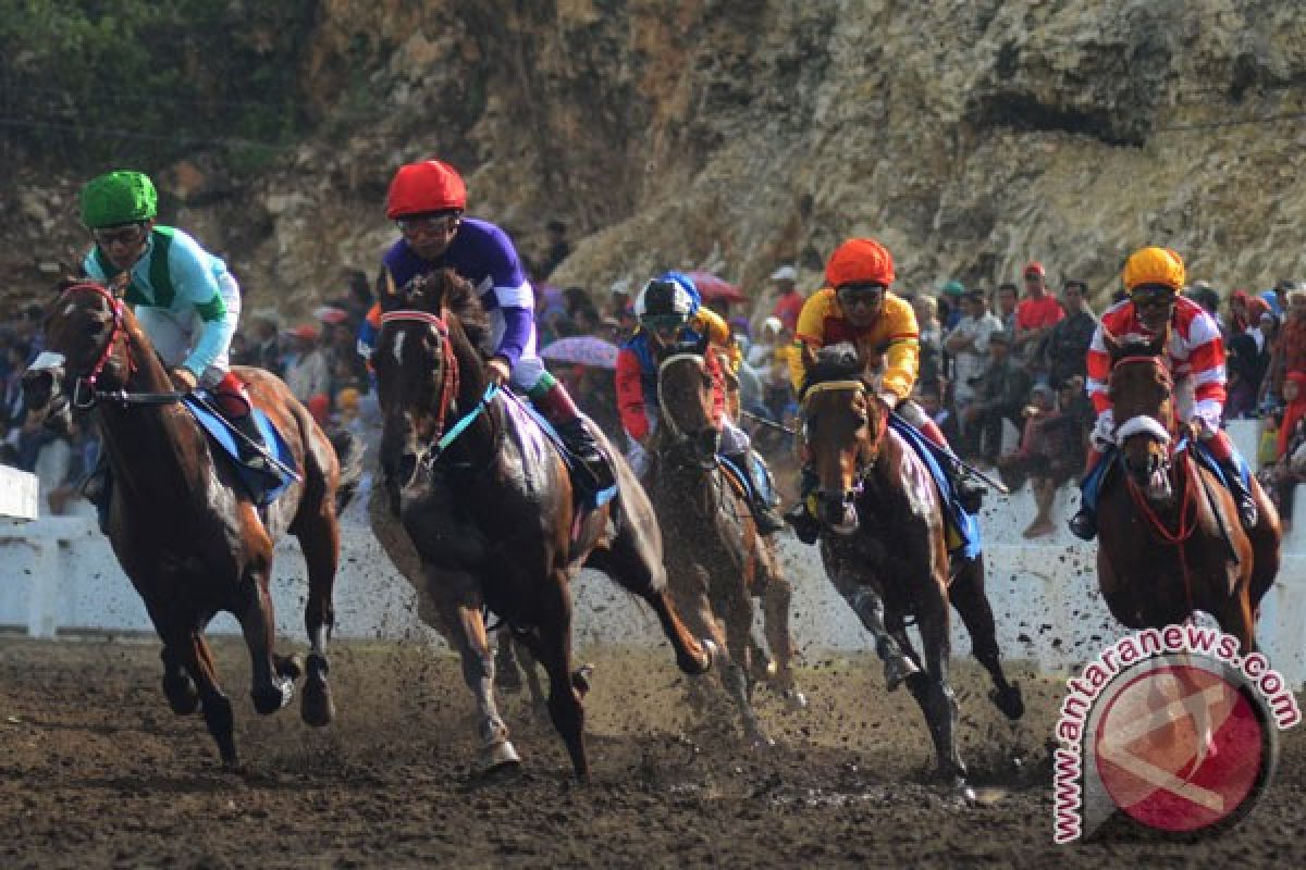 Ratusan kuda ikuti lomba pacuan tradisional