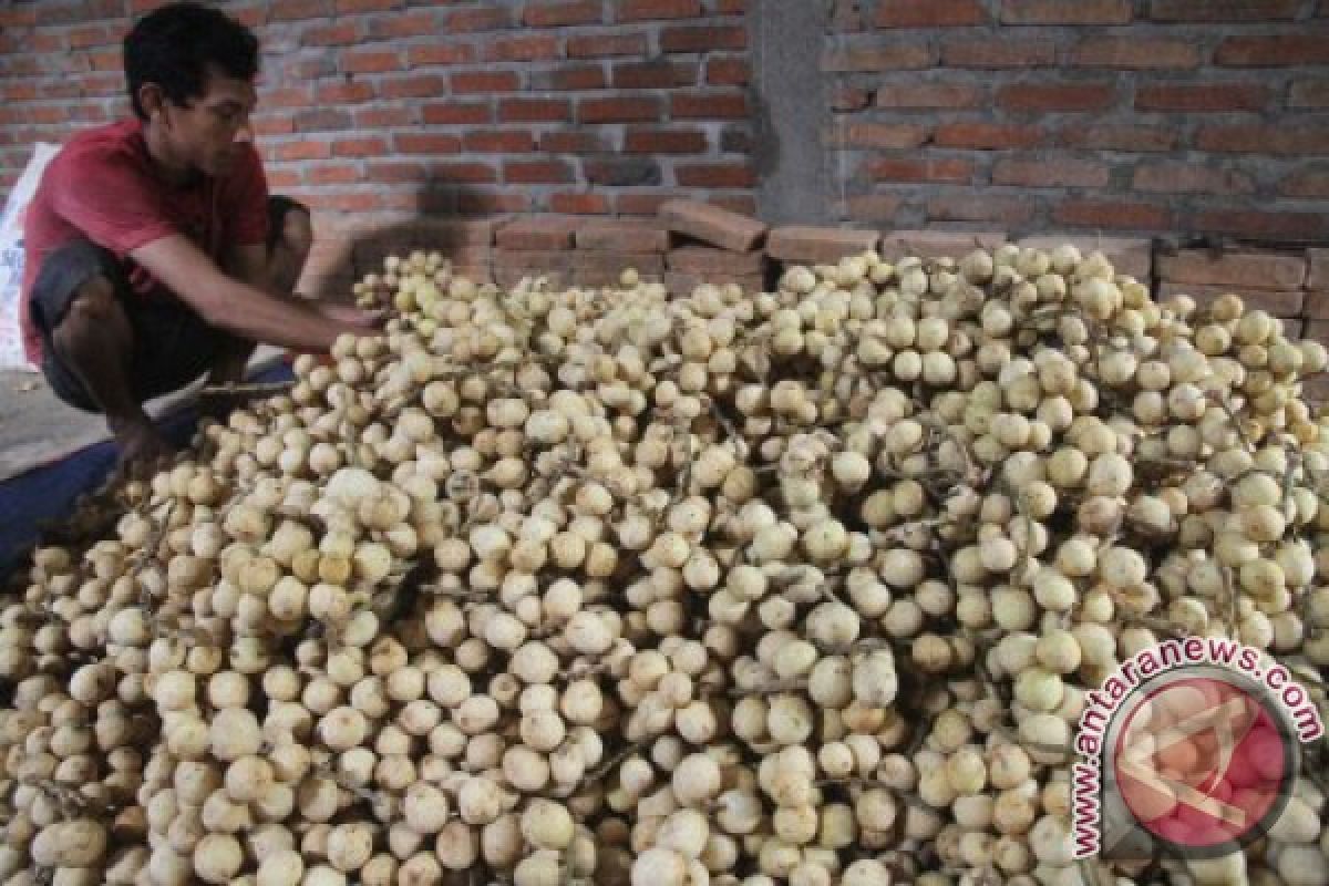 Panen Buah Langsat