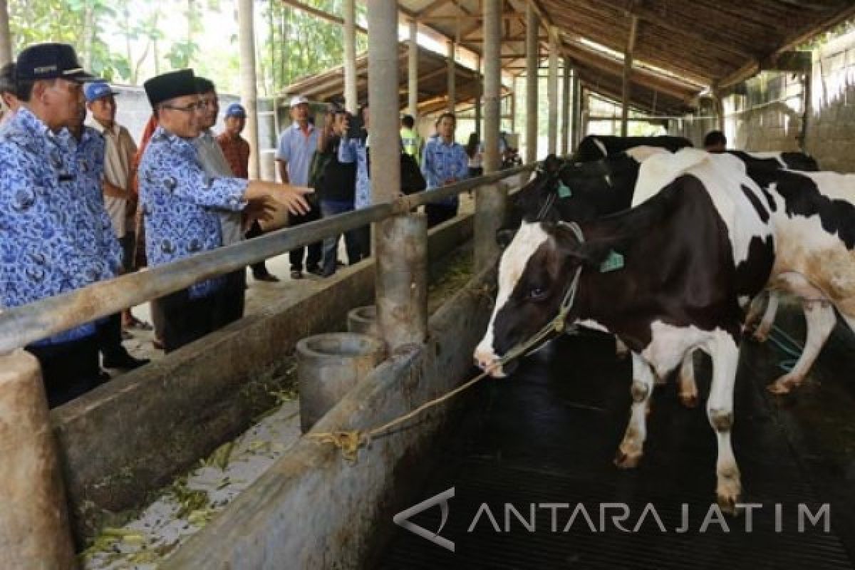 Peternak Banyuwangi Mampu Kembangkan Sapi Perah Di Dataran Rendah ...