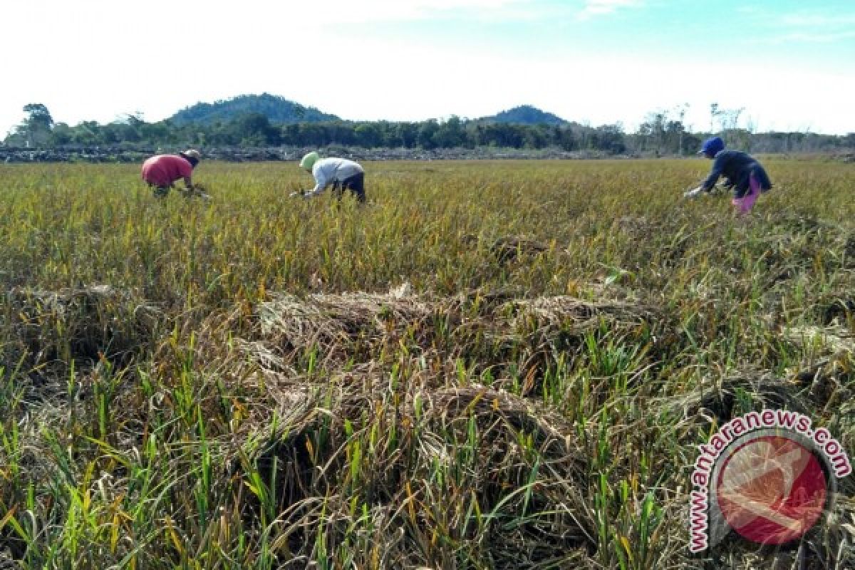 Sawah Percontohan Sungai Besar Kembali Panen