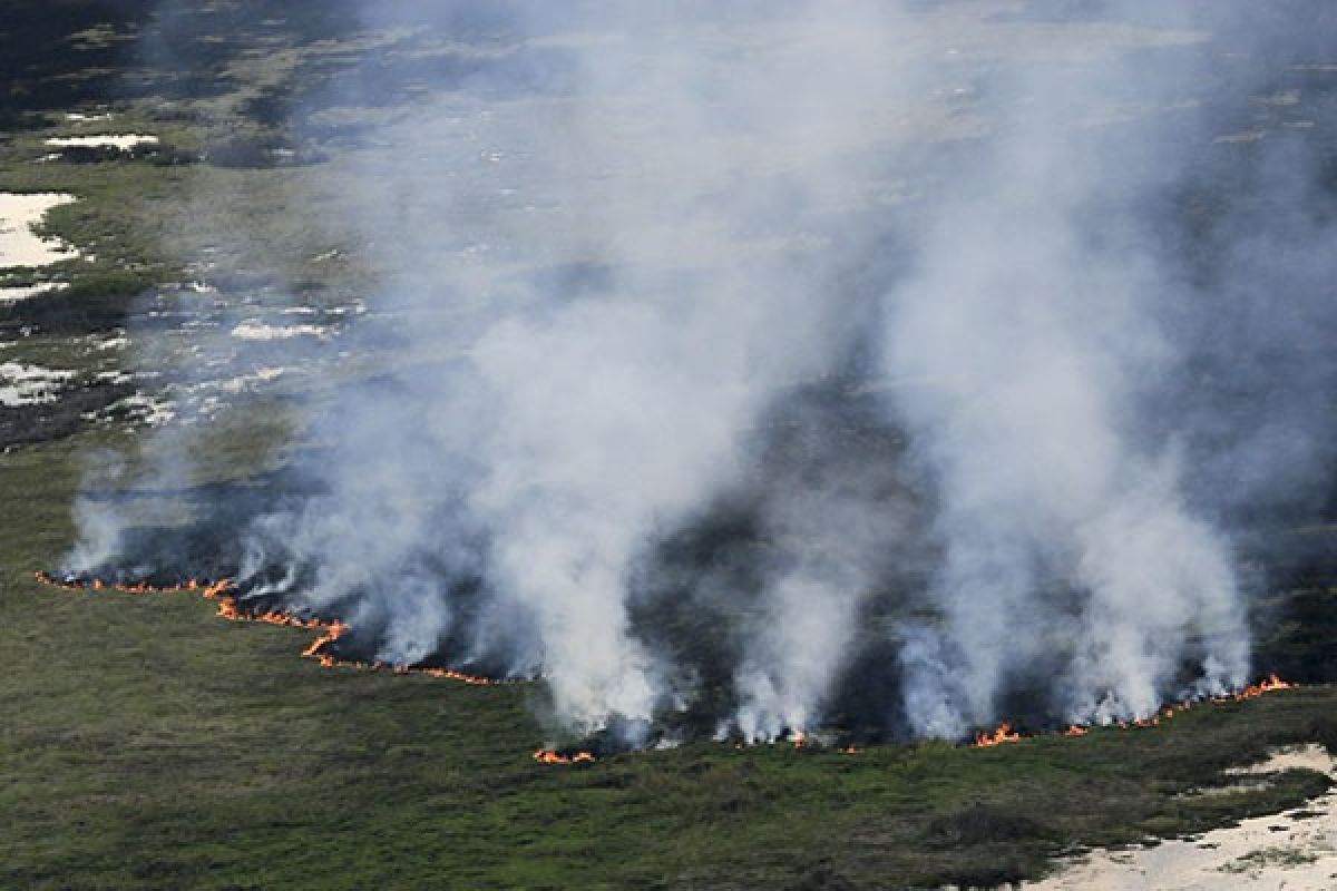 Satgas padamkan 20 hektare gambut Inhil terbakar