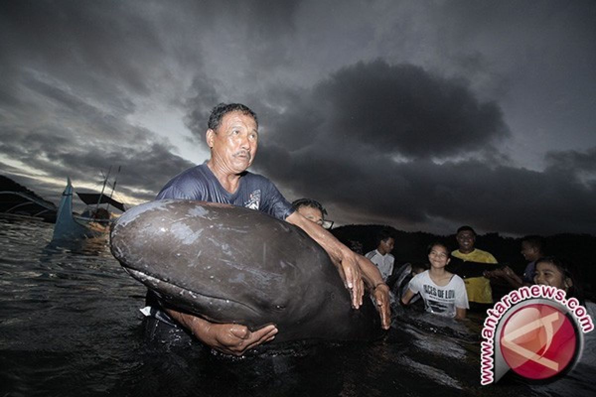 Masyarakat Sorong Diajak Lindungi Ikan Paus