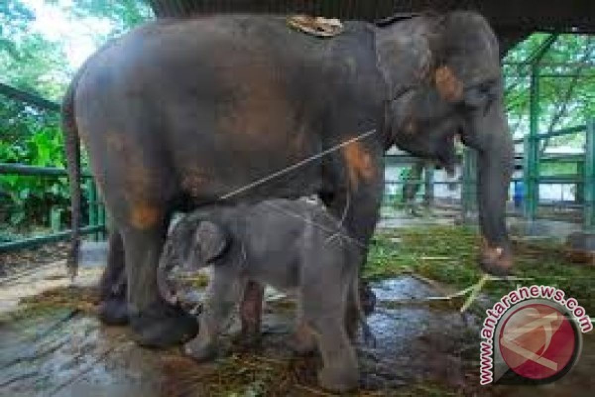 BKSDA Jambi pantau anak gajah tertinggal rombongan 