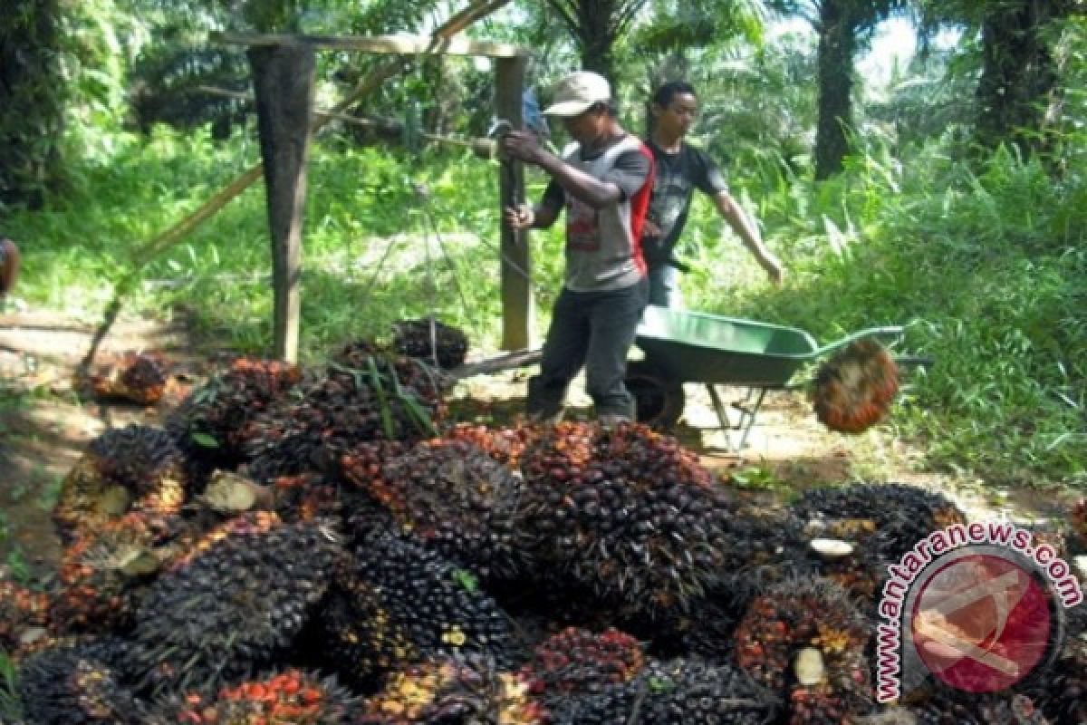   Perkebunan Rakyat Perlu Regulasi 