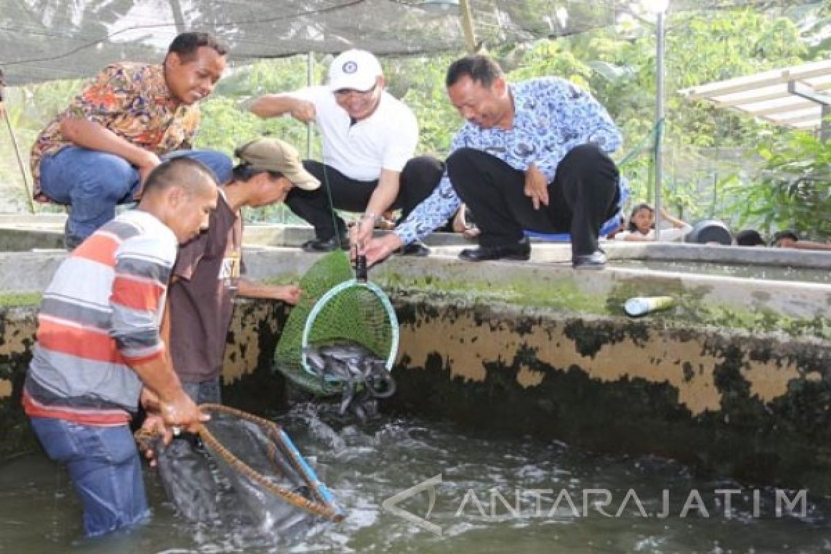 Gerakan 10.000 Kolam Ikan Banyuwangi Tuai Hasil