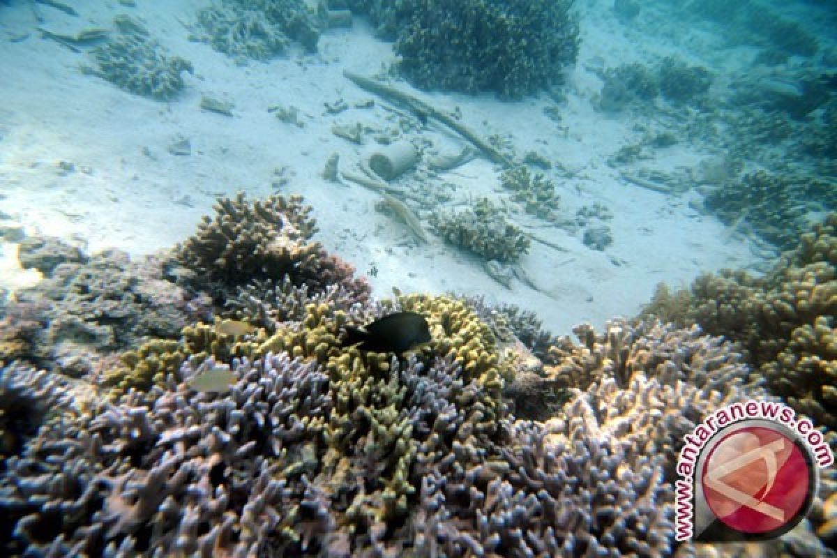 Pertamina Buat Taman Terumbu Karang di Pariaman, Jaga Ekosistem Bwah Laut