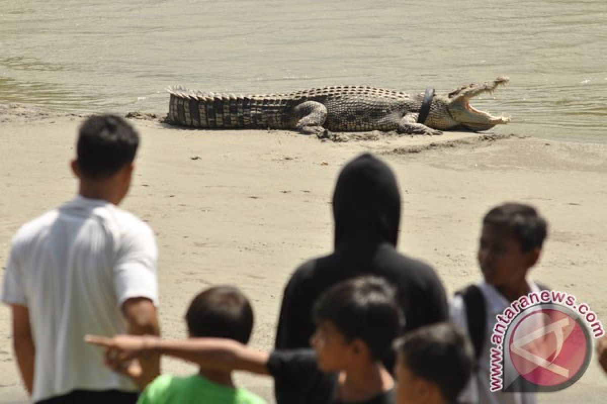 Buaya muara ditangkap warga