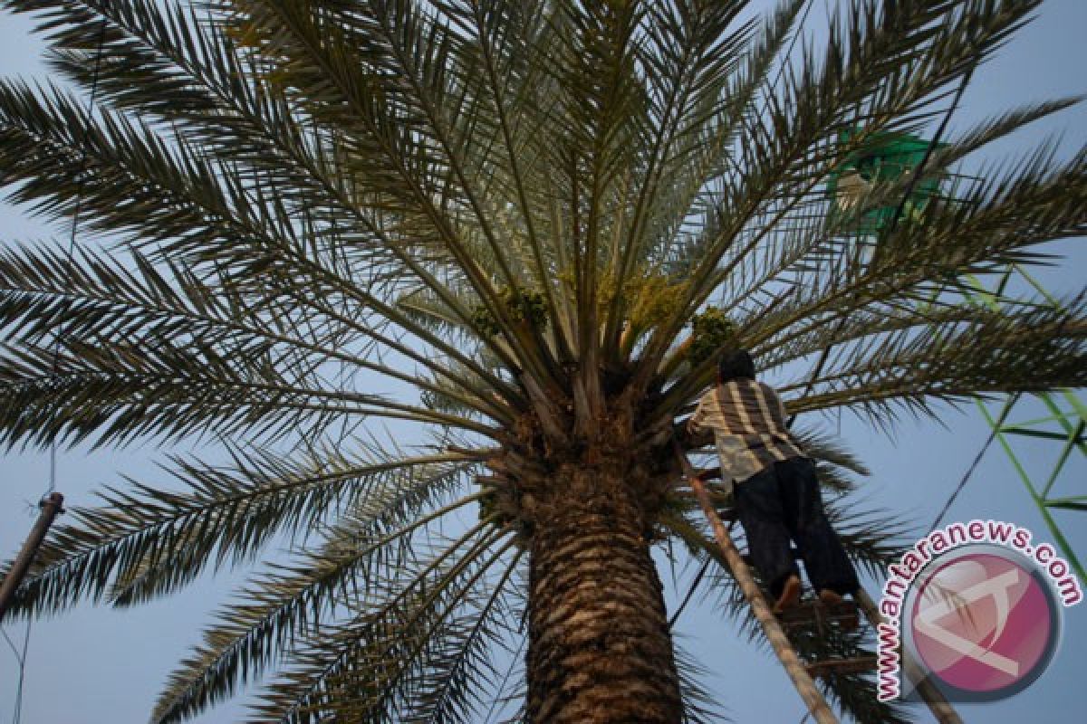 PT KKI kembangkan kurma di Kabupaten Kutai Timur