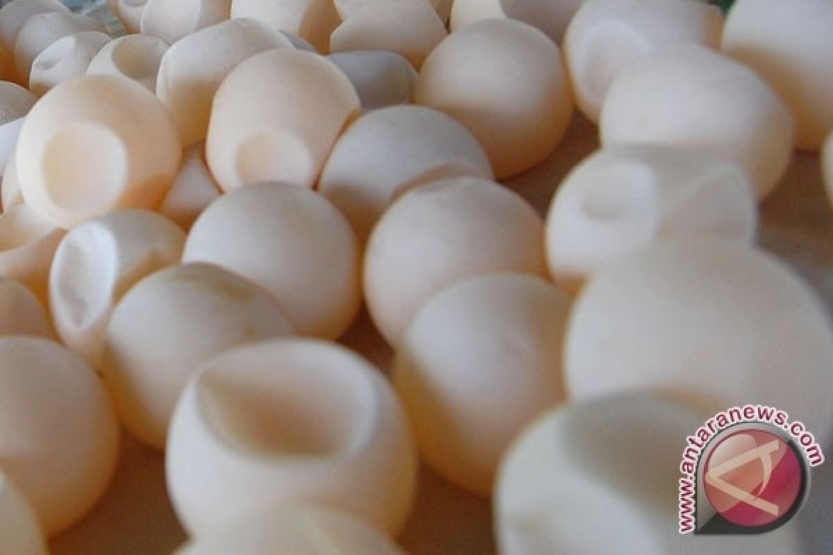BKSDA Kalbar Amankan 139 Telur Penyu 