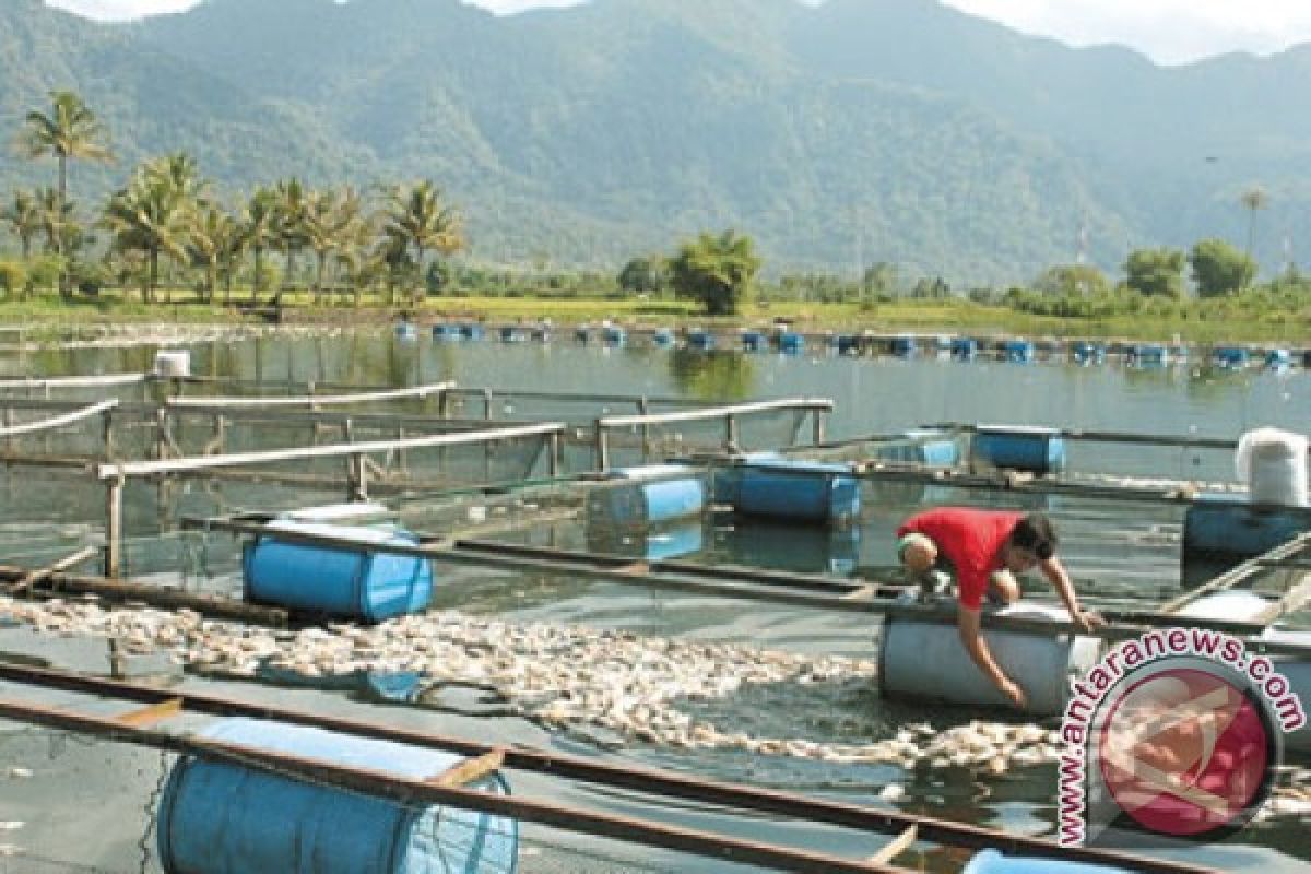 Gubernur Lepas 6.000 Ikan Asli Danau Maninjau