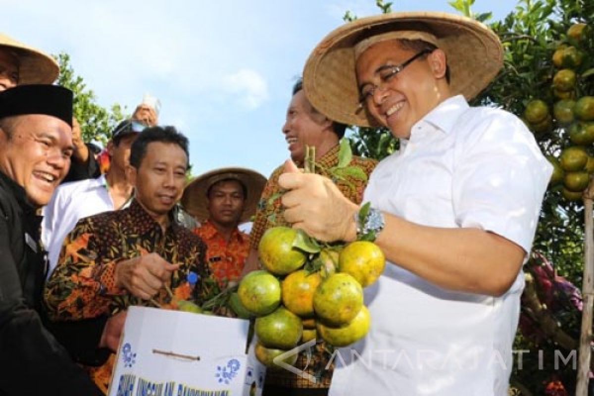 Banyuwangi jadi Pilot Project Sentra Jeruk Nasional