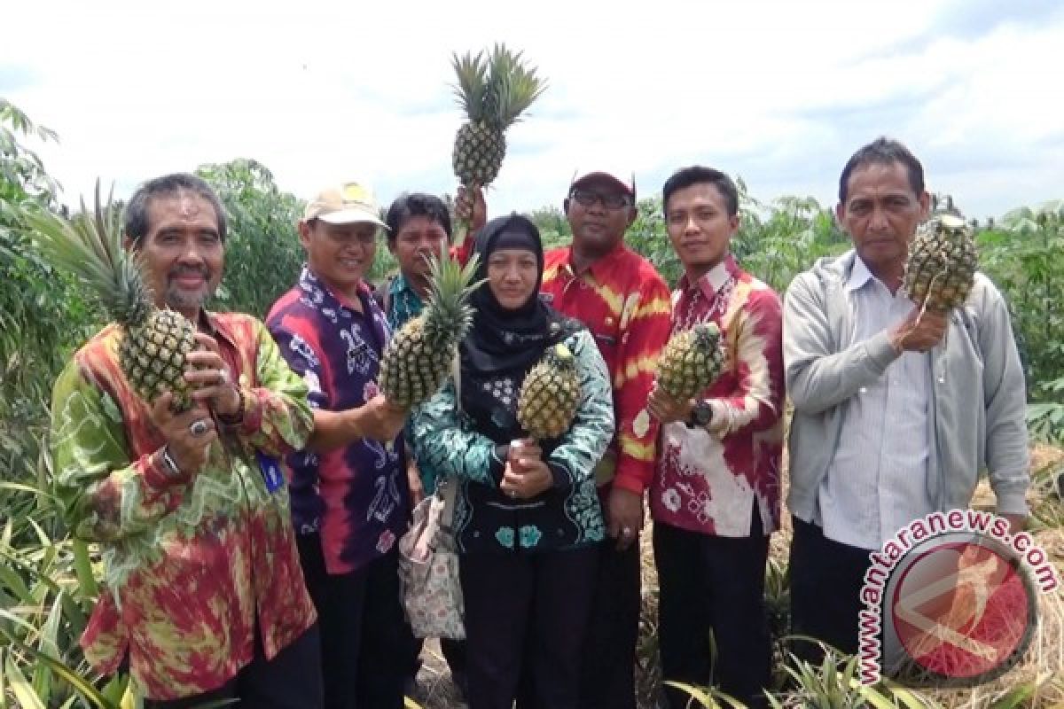 Legowo 3:1 teknik budidaya nanas di lahan gambut Tangkit Baru