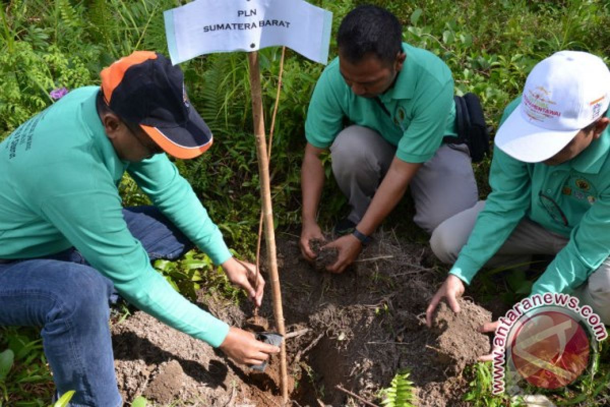 PLN Bantu Hijaukan Siberut